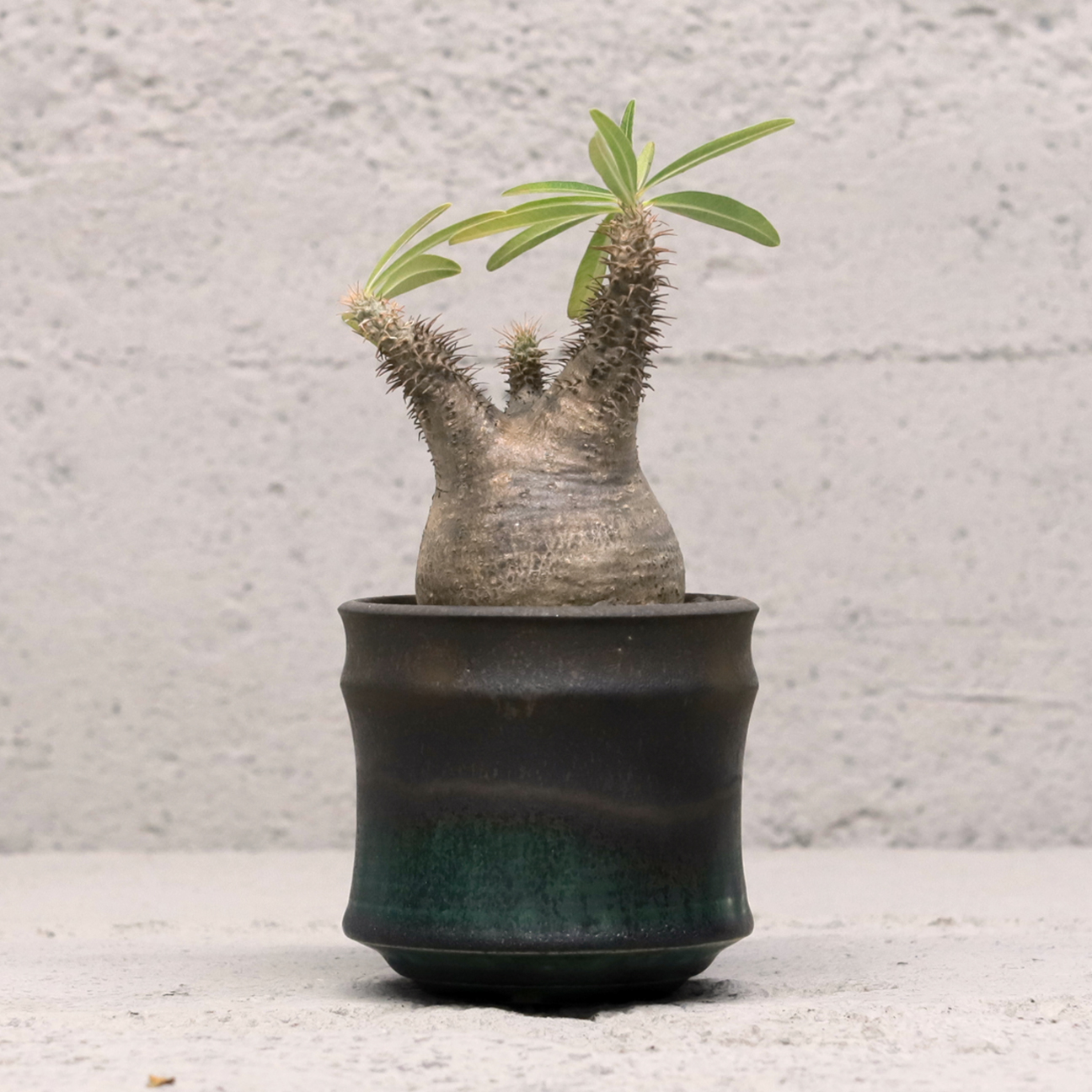 katachiseisakujyo Mederu pot バレル Tall Mサイズ マイカブラック